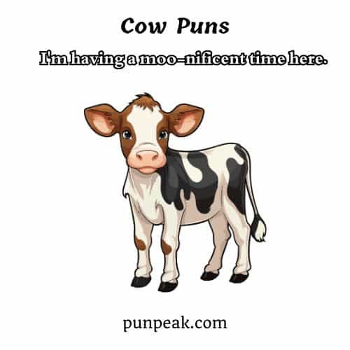 Cow Puns