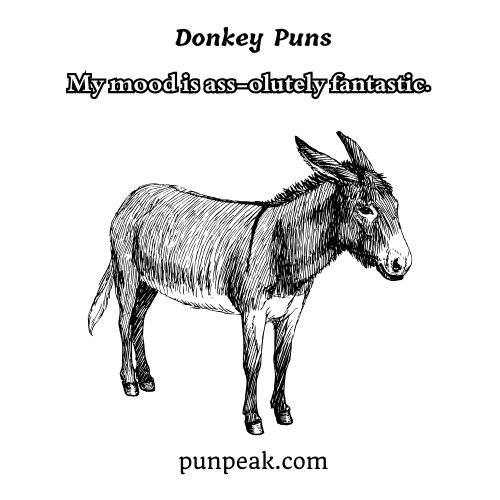 Donkey Puns