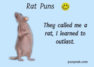 155+ Rat Puns And Jokes That Will Make You Squeak With Laughter
